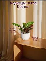 Кодиеум (Кротон) Петра высота 40см