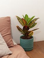 Кодиеум (Кротон) Петра высота 50см