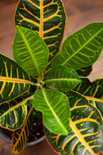 Кодиеум (Кротон) Петра высота 50см фото 5
