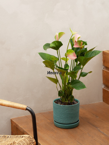 Антуриум Фэнтэзи Лав фото 3