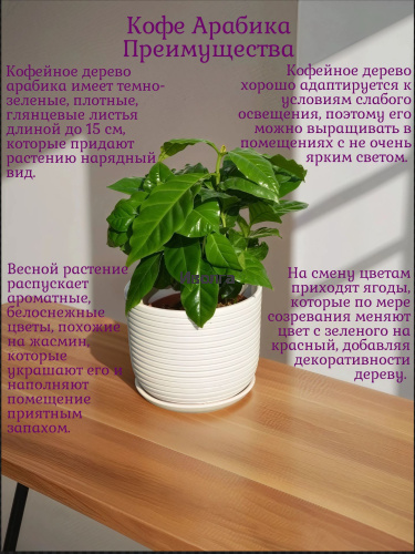 Кофе Арабика фото 4 Кофе Арабика фото 4