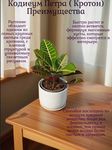 Кодиеум (Кротон) Петра высота 40см фото 4
