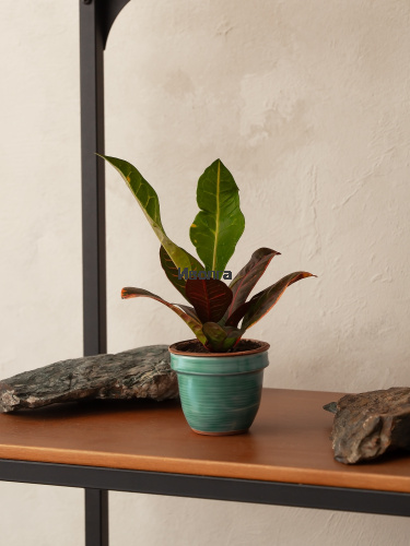 Кодиеум (Кротон) Петра фото 3