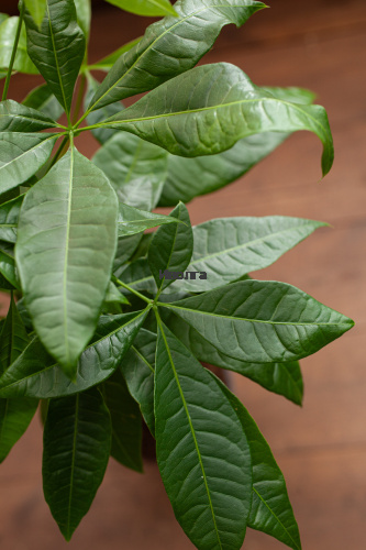 Пахира Твист Стем фото 5 Пахира Твист Стем фото 5